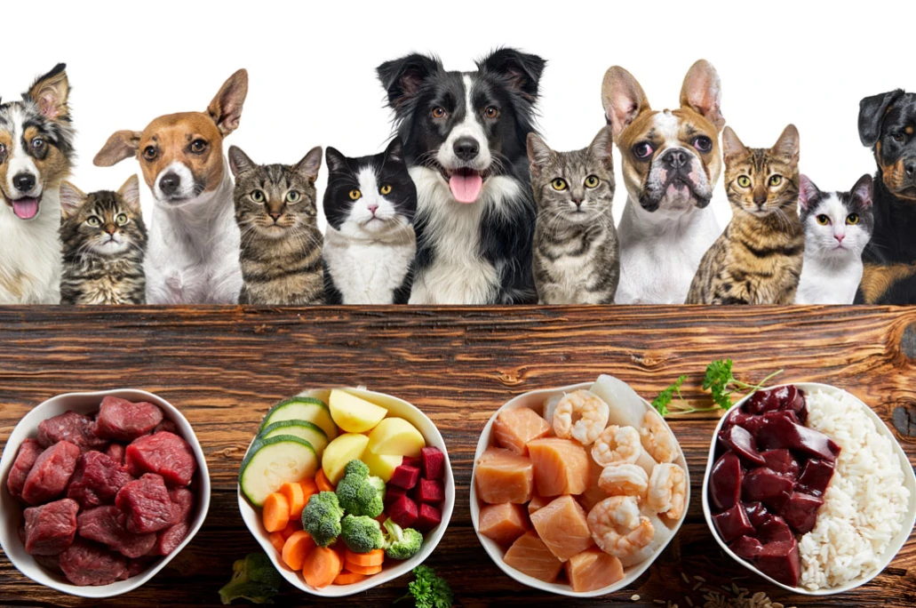 dogs-and-cats-with-food